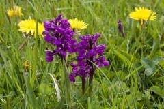 Green-winged Orchids (Anacamptis morio), Haxey.