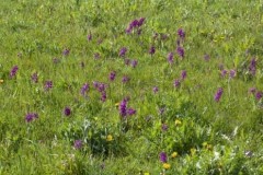 Green-winged Orchids (Anacamptis morio), Haxey.