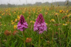 Pyramidal Orchid (Anacamptis pyramidalis), Anston.