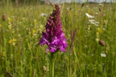 Pyramidal Orchid (Anacamptis pyramidalis), Anston.