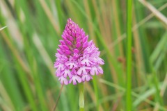 Pyramidal Orchid (Anacamptis pyramidalis), Thorne Moor.