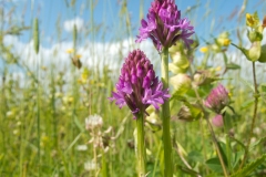 Pyramidal Orchid (Anacamptis pyramidalis), Anston.