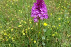 Pyramidal Orchid (Anacamptis pyramidalis), Anston Stones Wood.