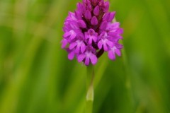 Pyramidal Orchid (Anacamptis pyramidalis), Lindrick.