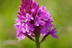 Pyramidal Orchid (Anacamptis pyramidalis), YWT Potteric Carr.