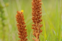 Knapweed Broomrape (Orobanche-elatior), Barnack Hills & Holes, Cambridgeshire