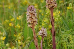 Thistle Broomrape (Orobanche reticulata), YWT Wharrum Quarry, North Yorkshire.