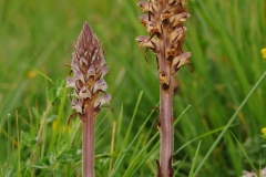 Thistle Broomrape (Orobanche reticulata), YWT Wharrum Quarry, North Yorkshire.