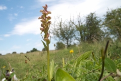 Frog Orchid (Coeloglossum viride), Slatey nr Bonsal, Derbys.