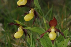 Lady's-slipper Orchid (Cypripedium calceolus), Gait Barrows NNR, Lancs.