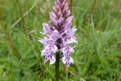 Common Spotted Orchid (Dactylorhiza fuchsia), Maltby Common.