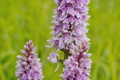 Common Spotted Orchid (Dactylorhiza fuchsii), Lindrick.