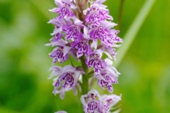 Common Spotted Orchid (Dactylorhiza fuchsii, YWT Potteric Carr.