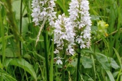 Common Spotted Orchid (Dactylorhiza fuchsii), Lindrick.