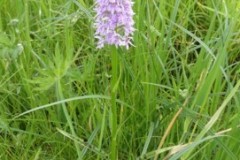 Common Spotted Orchid (Dactylorhiza fuchsia), Cusworth Park.