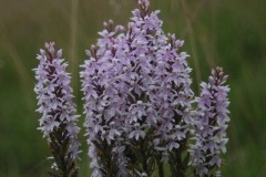 Common Spotted-orchid (Dactylorhiza fuchsia), Sprotbrough.