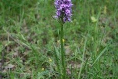 Common Spotted-orchid (Dactylorhiza fuchsia), Sprotbrough.