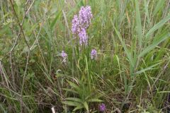 Dactylorhiza fuchsii x D. praetermissa = D x grandis, Thorne Moor.