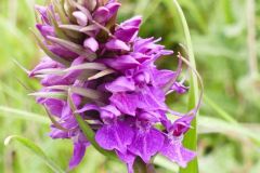 Southern Marsh Orchid (Dactylorhiza praetermissa), Thorne Moor.