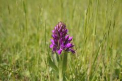 Northern Marsh Orchid (Dactylorhiza purpurea), Thorne Moor.