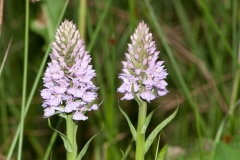 Heath Spotted Orchid (Dactylorhiza maculata), The Marsh, Dinnington.