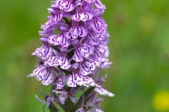 Heath Spotted-orchid (Dactylorhiza maculata), Anston Wood.