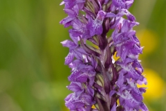 Northern Marsh Orchid (Dactylorhiza purpurella), Bevercotes Pit Wood, Notts.