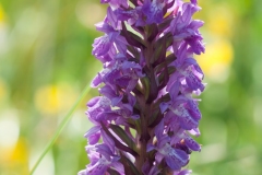 Northern Marsh Orchid (Dactylorhiza purpurella), Bevercotes Pit Wood, Notts.