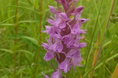 Southern Marsh Orchid (Dactylorhiza praetermissa), Pleasley Country Park, Derbys.