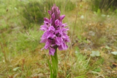 Southern Marsh Orchid (Dactylorhiza praetermissa), Pleasley Country Park, Derbys.