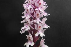 Southern Marsh Orchid (Dactylorhiza praetermissa), Pleasley Country Park, Derbys.