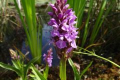 Southern Marsh Orchid (Dactylorhiza praetermissa), Old Moor.