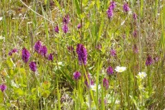 Southern Marsh Orchid (Dactylorhiza praetermissa), YWT Potteric Carr.