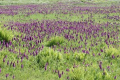 Southern Marsh Orchid (Dactylorhiza pratetermissa), Gibralter Point , Lincs.