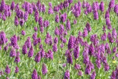 Southern Marsh Orchid (Dactylorhiza pratetermissa), Gibralter Point , Lincs.