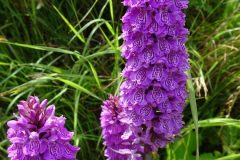 Southern Marsh Orchid (Dactylorhiza praetermissa), Edlington Pit Wood.