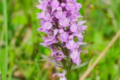 poss Early Marsh Orchid (Dactylorhiza incarnata), Thorne Moor.