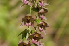 Broad-leaved Helleborine (Epipactis helleborine), Eaton and Gamston Woods.