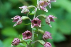 Broad-leaved Helleborine (Epipactis helleborine), Eaton and Gamston Woods.