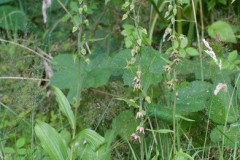 Broad-leaved Helleborine (Epipactis helleborine), Eaton and Gamston Woods.