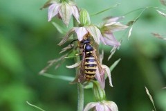 Broad-leaved Helleborine (Epipactis helleborine), Eaton and Gamston Woods.