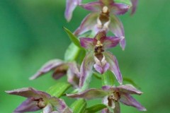 Broad-leaved Helleborine (Epipactis helleborine), Eaton and Gamston Woods.