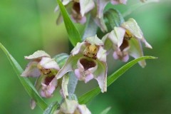 Broad-leaved Helleborine (Epipactis helleborine), Eaton and Gamston Woods.