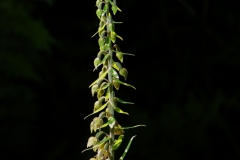 Broad-leaved Helleborine (Epipactis helleborine), Eatton Wood, Notts.