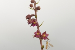 Dark Red Helleborine (Epipactis atrorubens), Bishop Middlam Quarry, Co Durham.