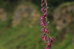 Dark Red Helleborine (Epipactis atrorubens), Bishop Middlam Quarry, Co Durham.