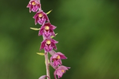 Dark Red Helleborine (Epipactis atrorubens), Bishop Middlam Quarry, Co Durham.