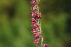 Dark Red Helleborine (Epipactis atrorubens), Bishop Middlam Quarry, Co Durham.