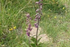 Dark Red Helleborine (Epipactis atrorubens), Bishop Middleham Quarry, County Durham.