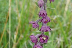 Dark Red Helleborine (Epipactis atrorubens), Bishop Middleham Quarry, County Durham.